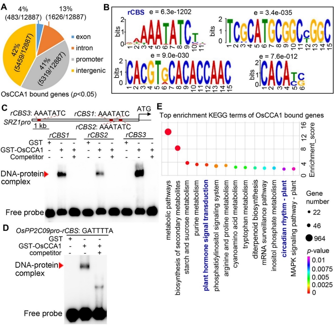 Plant Physiology：DAP-seq技术应用于OsCCA1通过ABA信号调控水稻适应非生物胁迫机制研究 - 蓝景科信河北生物科技 ...