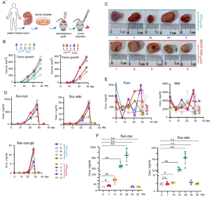 JCI 郑亮团队发现遗传性平滑肌瘤病和肾细胞癌综合征新型诊断和代谢机制