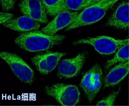 干货鸭 | 细胞培养操作指南（Part 1）