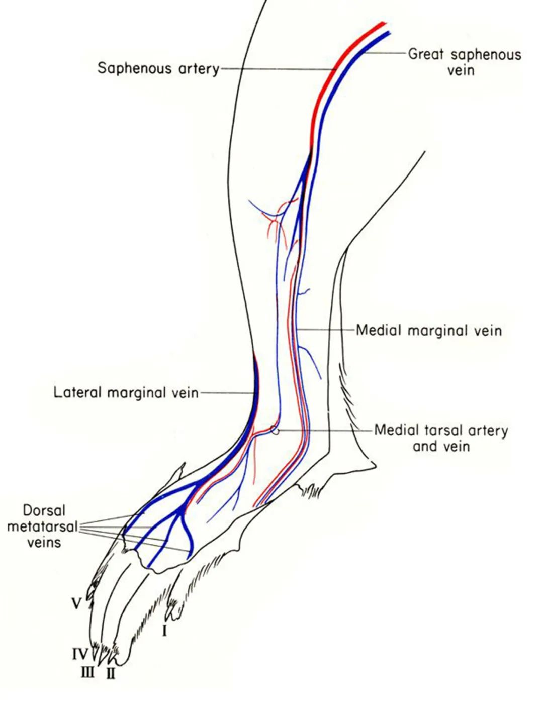 「一针见血」全靠这篇大小鼠采血秘籍