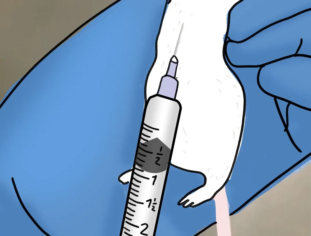 「一针见血」全靠这篇大小鼠采血秘籍