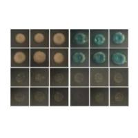 酵母双杂交点对点