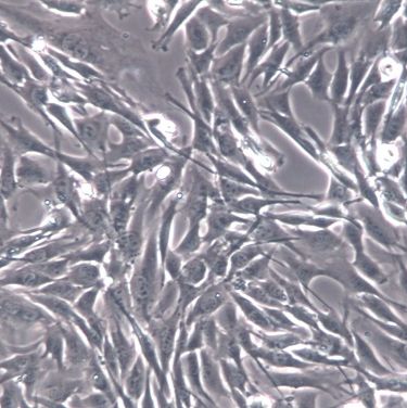 【C2C12】C2C12细胞/C2C12细胞/C2C12小鼠成肌细胞
