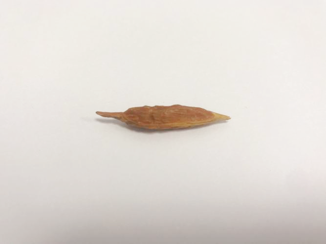 6 岁男孩便血便痛，竟是误吞 3 cm 长枣核！