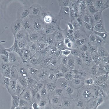【MDCK(NBL-2)】MDCK(NBL-2)细胞/MDCK(NBL-2)细胞/MDCK(NBL-2)犬肾细胞