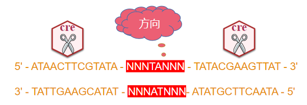 从原理到应用，Cre/Loxp及相关重组酶系统大全