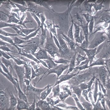 【3T3-L1】3T3-L1细胞/3T3-L1细胞/3T3-L1小鼠胚胎成纤维细胞
