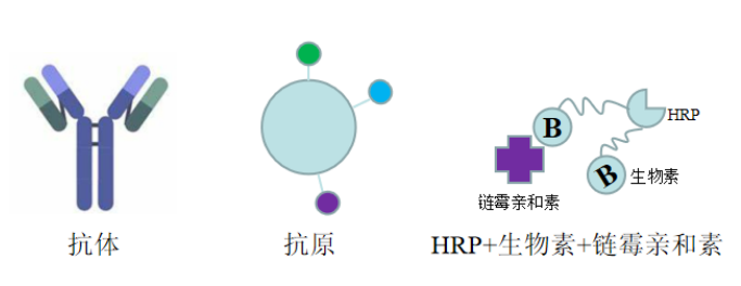 ELISA试剂盒的那点儿事