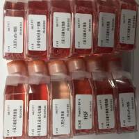 人瘢痕疙瘩成纤维细胞永生化/免疫荧光鉴定/镜像绮点(Cellverse)