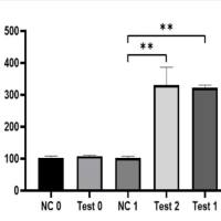 Jurkat-pNFAT-re-Luc，Jurkat细胞NFAT荧光素酶报告细胞株
