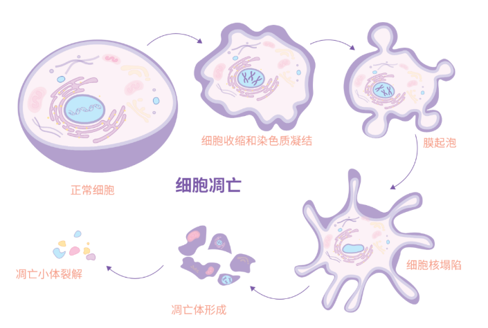 快收藏！细胞凋亡检测合集来了