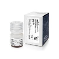 ABI A25742 PowerUp SYBR Green 预混液