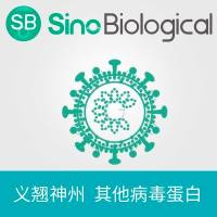 重组疱疹病毒2型 (strain 333) gD 蛋白 (ECD, His 标签)