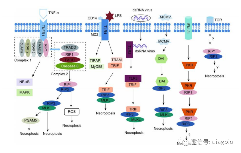 程序性细胞坏死