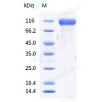 重组食蟹猴 Her2/ERBB2 蛋白 (ECD, His & AVI 标签), 生物素标记