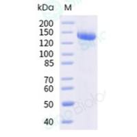 重组小鼠 CD93 蛋白 (Fc 标签)
