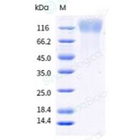 重组食蟹猴 CEACAM5 蛋白 (His & AVI 标签), 生物素标记