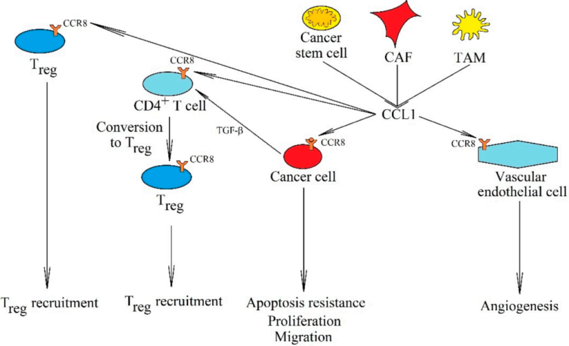 自主研发人源化小鼠模型：CCR8蛋白抗体探索肿瘤免疫治疗