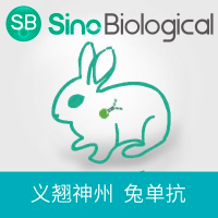 Phospho-AKT (Ser473) 兔单抗