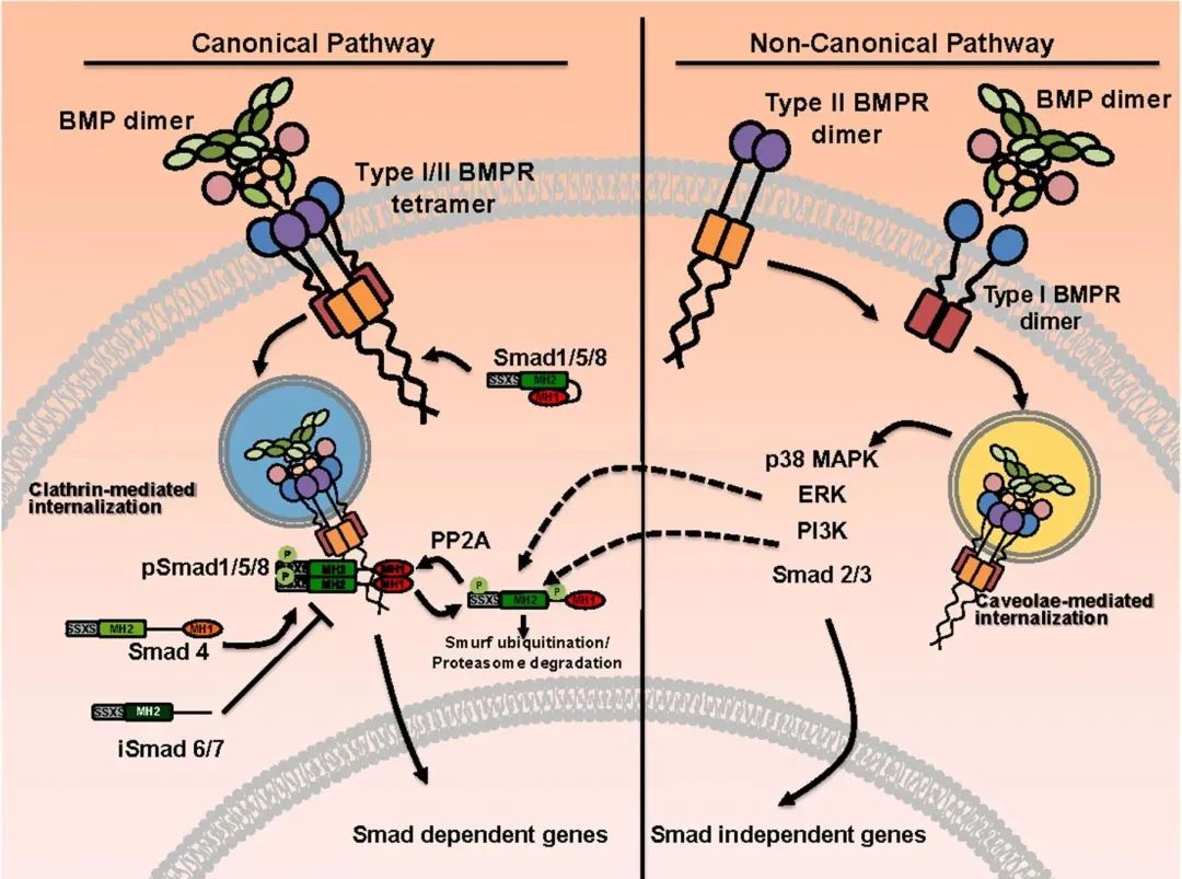 BMPR 家族的「奇妙世界」：不止骨生成更有疾病癌症治疗