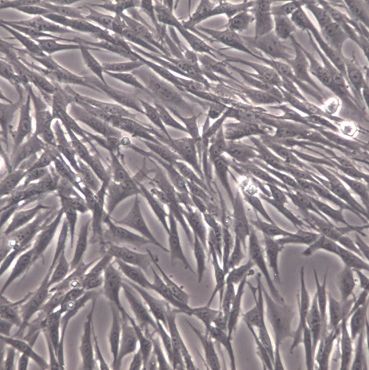 【MRC-5】MRC-5细胞/MRC-5细胞/MRC-5人胚肺成纤维细胞
