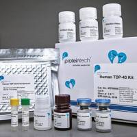 FH Polyclonal antibody