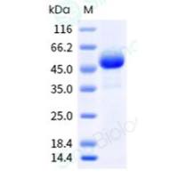重组小鼠 ROR2 蛋白 (His 标签)