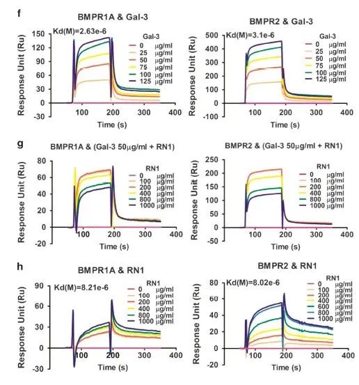 BMPR 家族的「奇妙世界」：不止骨生成更有疾病癌症治疗