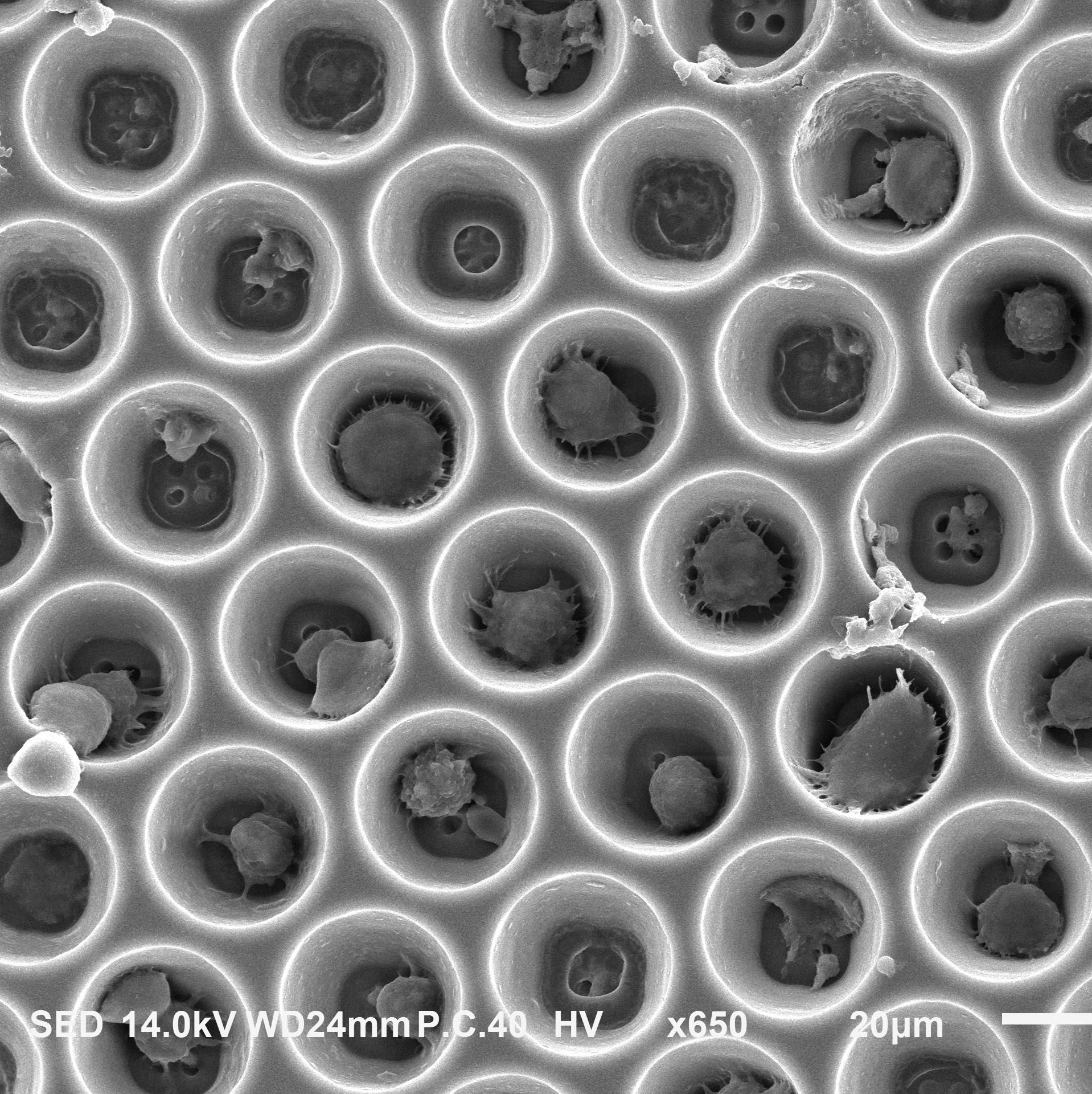 单细胞芯片 Single cell biochips