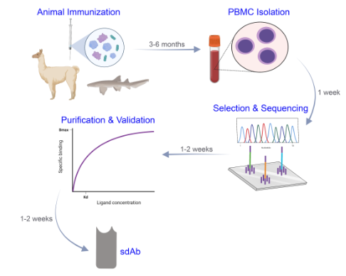 艾美捷Anti-GFP VHH antibody，纳米抗体优势分析