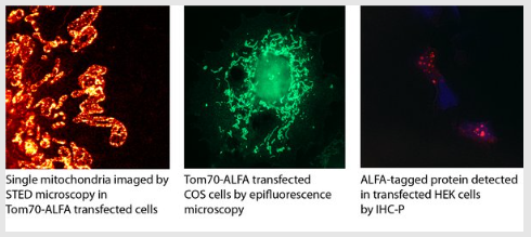 艾美捷ALFA sdAb - N1505-Biotin，纳米抗体说明书