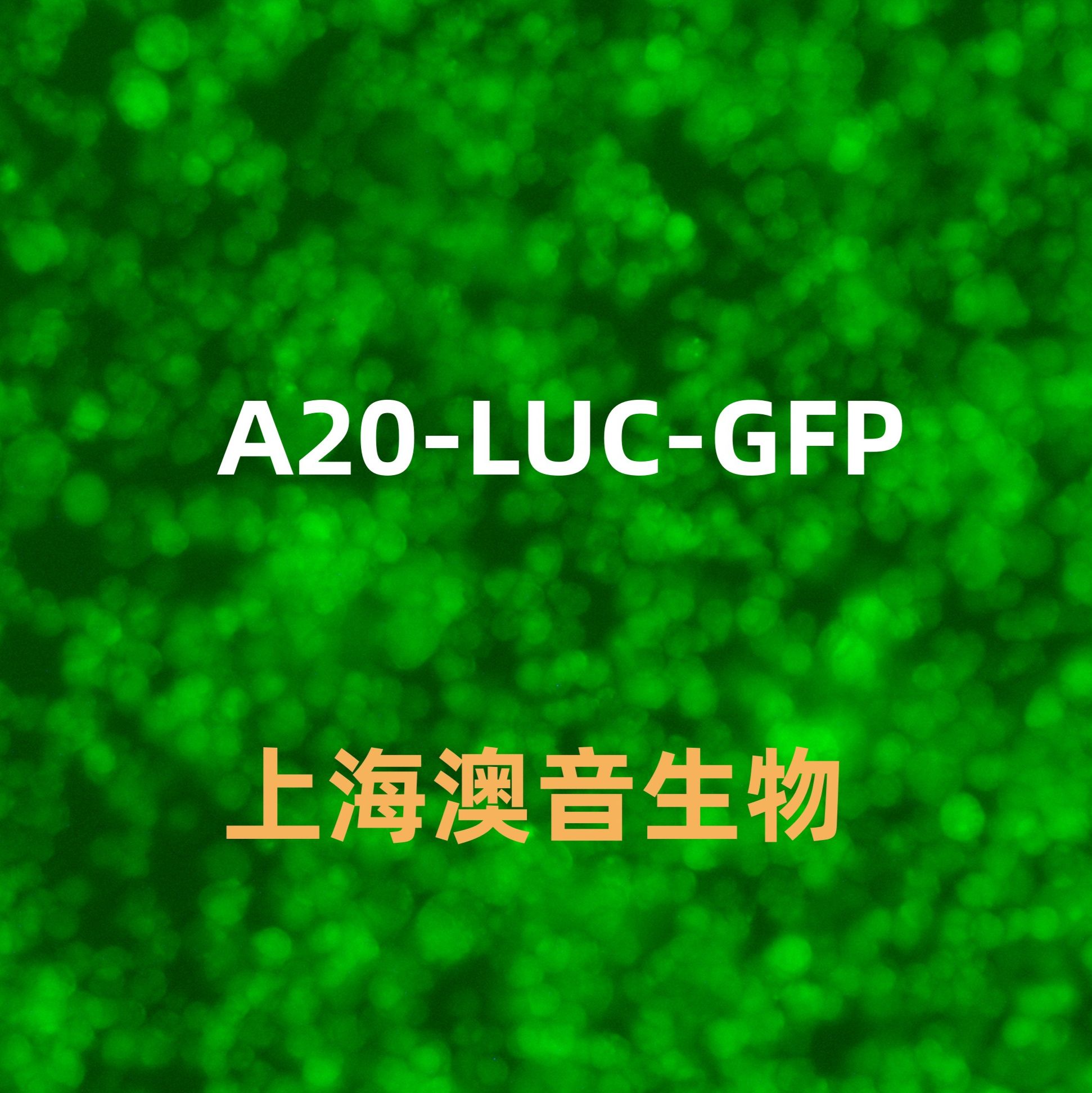 A20-LUC-GFP-Puro双标记的小鼠B细胞淋巴瘤细胞