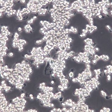 NR8383大鼠肺泡巨噬细胞