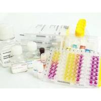 内分泌/雌激素/雄激素Estrogen and Androgen Receptor