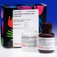 SuperSignal™ 蛋白质免疫印迹增强剂