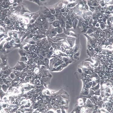 【C3A】C3A细胞/C3A细胞/C3A人肝癌细胞
