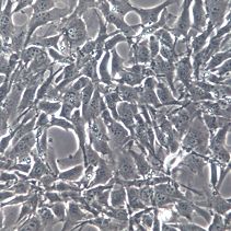 HL-1细胞系、HL-1细胞株、HL-1小鼠心肌细胞、HL-1细胞