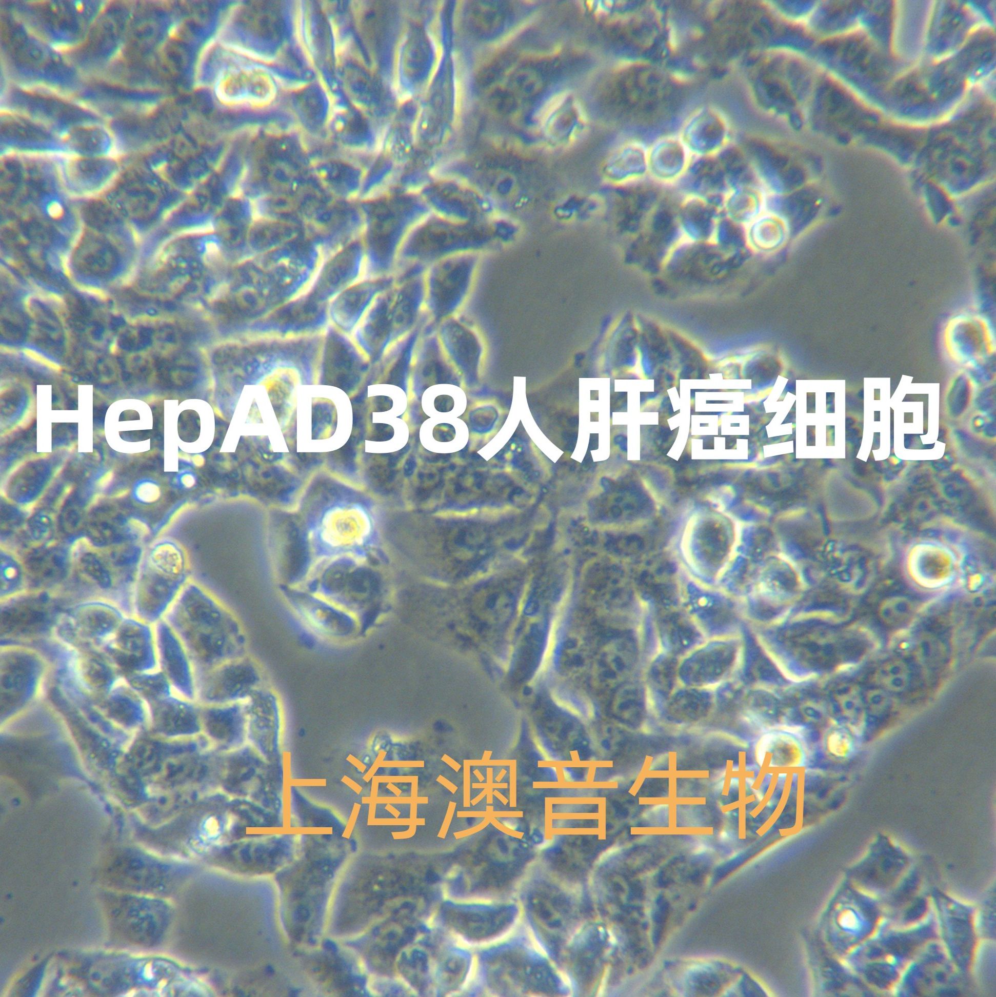 HepAD38[hep-ad38;HEP AD38]人肝癌细胞