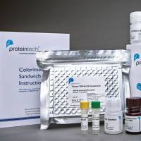 Collagen Type I Monoclonal antibody