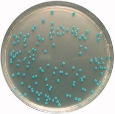 Bacteroides uniformis 