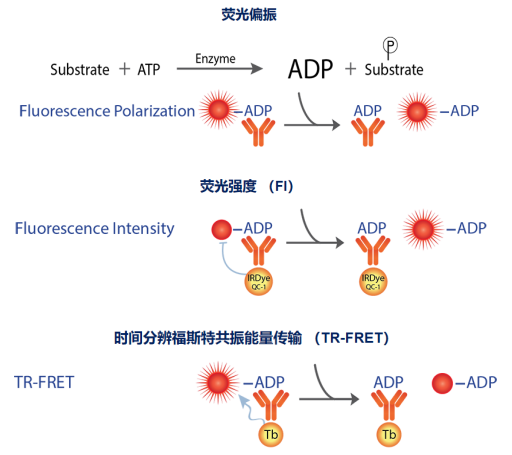 艾美捷Transcreener ADP 2激酶检测试剂盒的操作方式及应用特征