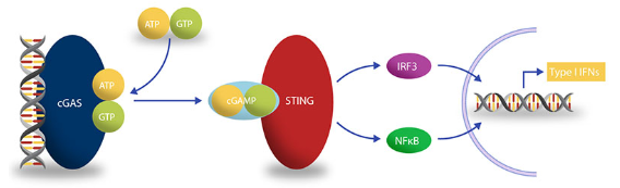 艾美捷Transcreener cGAMP cGAS检测试剂盒解决方案