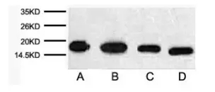 蛋白质免疫印迹(WB )常见问题 杭州昊鑫生物