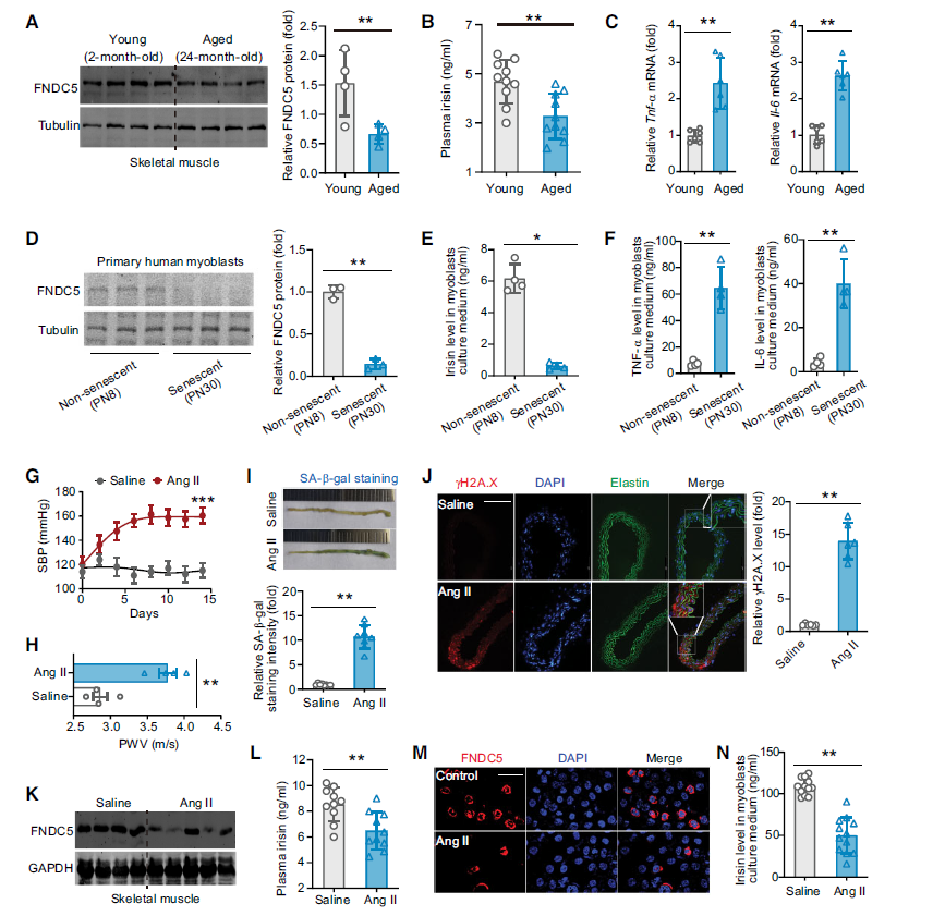 European Heart Journal IF=35.8| 生命在于运动！揭示运动延缓血管老化的机制