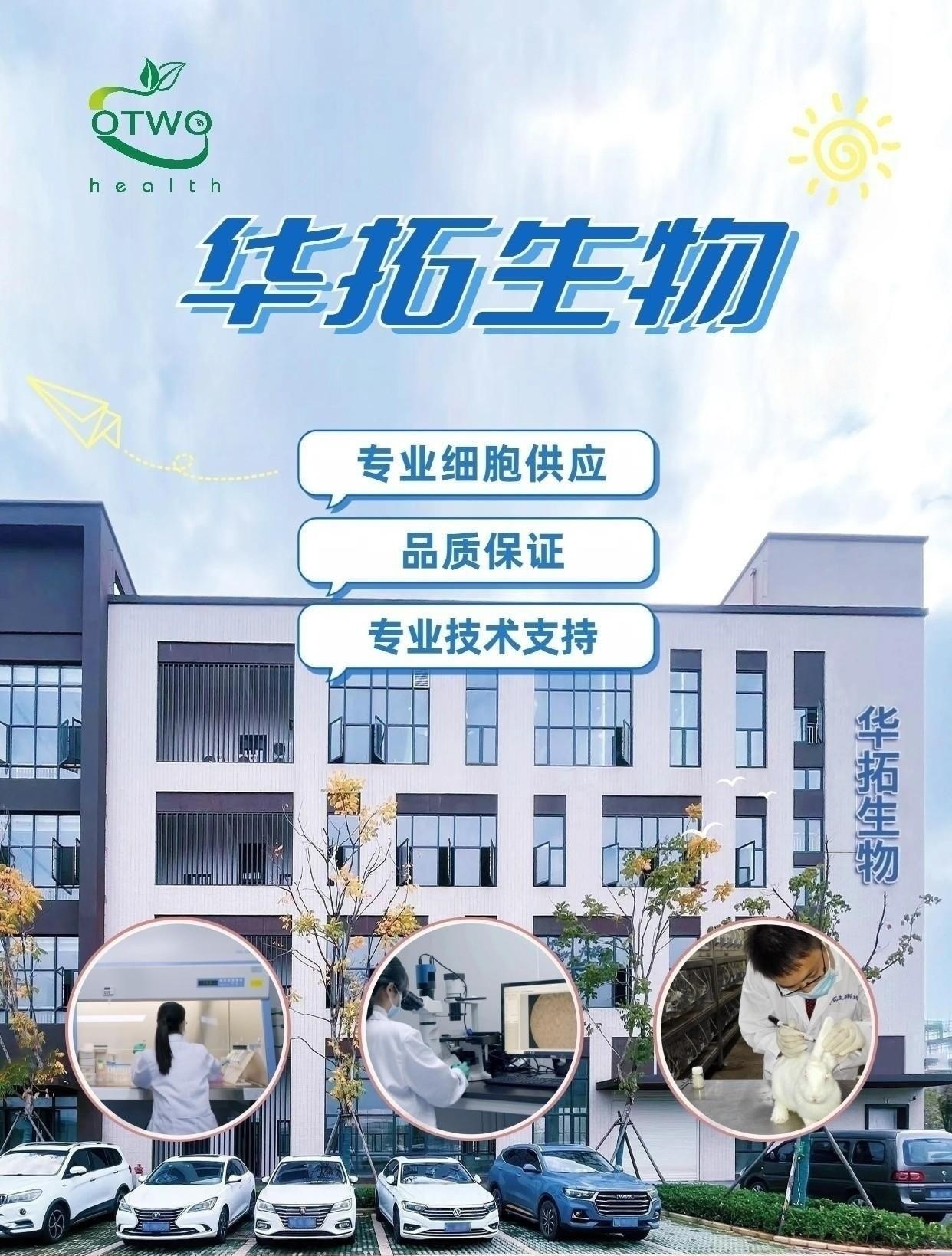 Jurkat人急性T淋巴细胞白血病细胞|Jurkat细胞|人