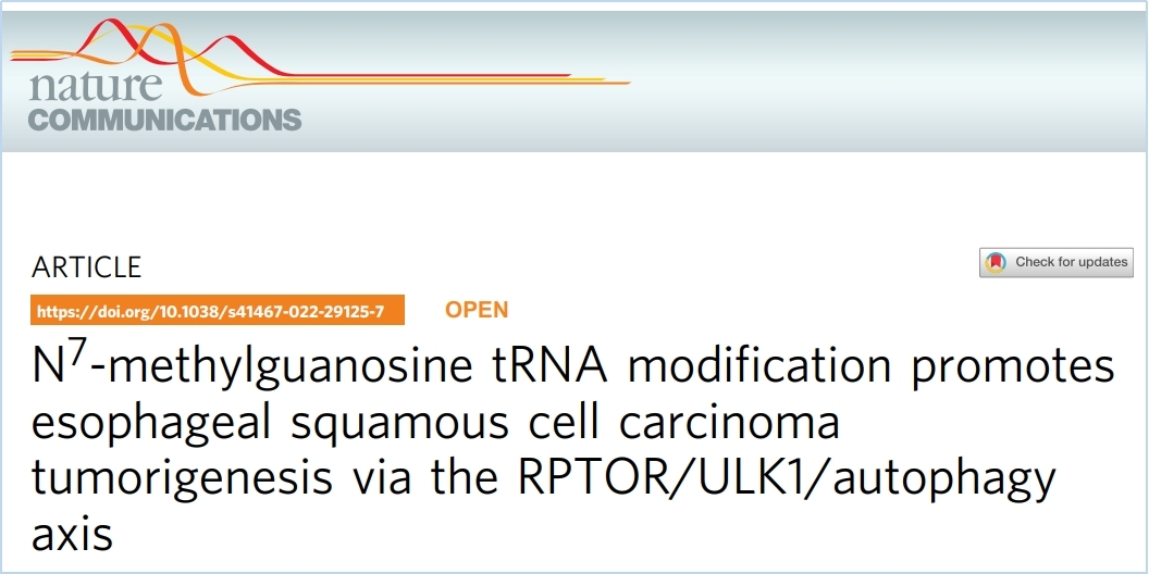 翻译组学技术应用--tRNA m7G修饰通过RPTOR/ULK1/自噬轴促进食管鳞癌发生