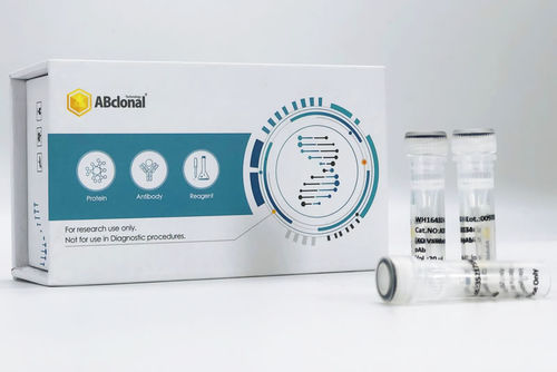 VDR Rabbit Polyclonal Antibody