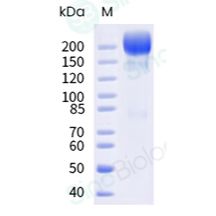 重组人 L1CAM 蛋白 (Fc 标签)
