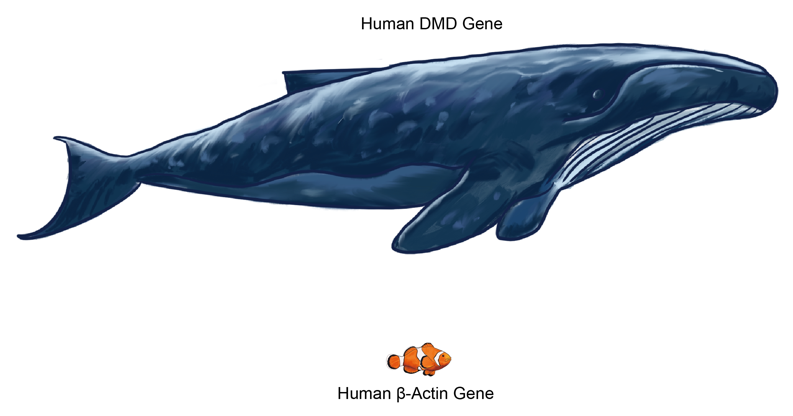 载体家课堂 | 无肠腺病毒与DMD基因治疗