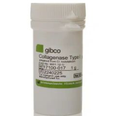 Gibco 17100017Ⅰ型胶原酶Collagenase, Type I, powder 1g 